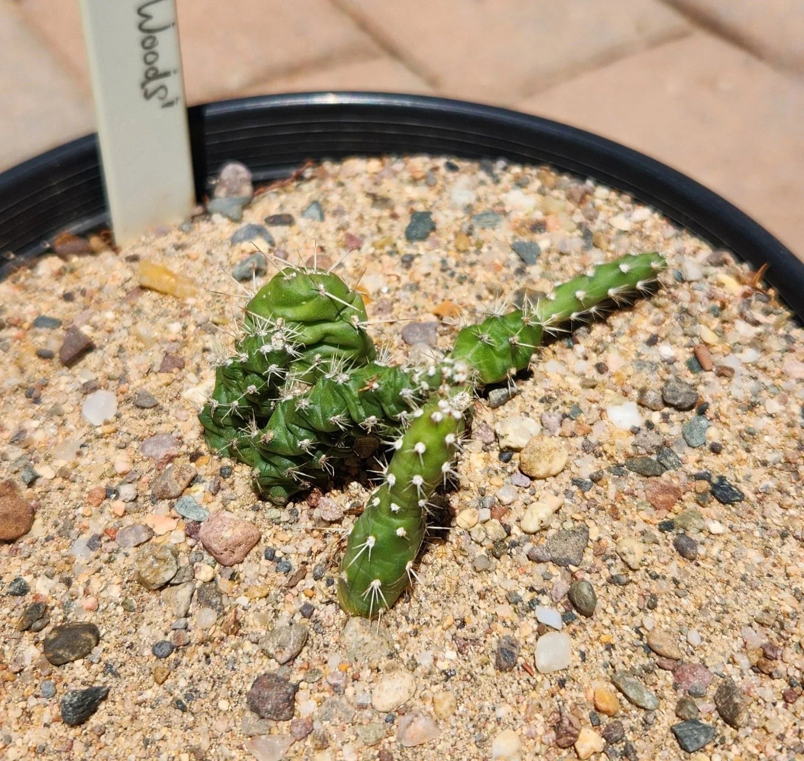 Rooted Cactus Plant - Opuntia Fragilis Brittle Prickly Pear - Drought-Tolerant Succulent for Garden or Indoor Use