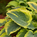 Hosta Trendsetter Perennial Shade Plant in 5.25" Pot, Variegated Foliage, Hosta ventricosa, Low Maintenance Garden Plant