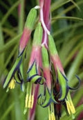 Billbergia Nutans Bromeliads - Queens Tears Set of 3 Rooted Plants, Indoor Outdoor Garden, Colorful Flowers, Low Maintenance