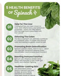 Winter Giant Spinach Seeds - 150+ Heirloom Non-GMO Open Pollinated Spinacia oleracea for Cold Weather Gardening