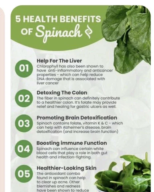 Winter Giant Spinach Seeds - 150+ Heirloom Non-GMO Open Pollinated Spinacia oleracea for Cold Weather Gardening