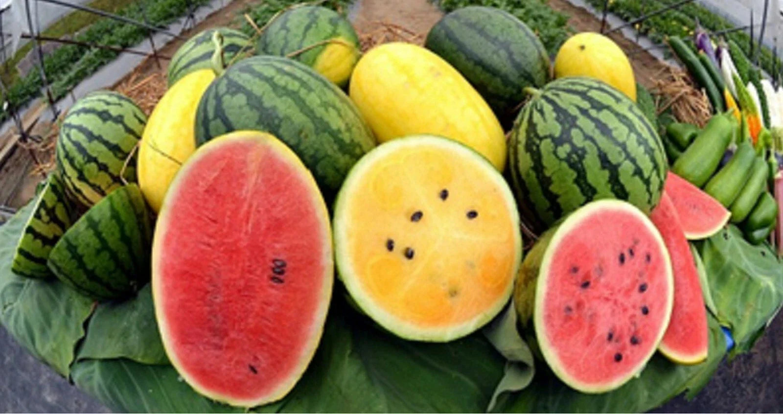 Crimson Watermelon Seeds - Red & Yellow Variety for Home Garden, Citrullus lanatus, Sweet & Juicy Fruit, Vining Plant, Seed Packet