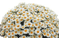 Set of 5 Shasta Daisy Plants - Bare Root Perennials with White Flowers Leucanthemum × superbum
