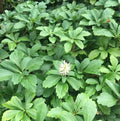 Japanese Spurge Groundcover 4" Pot Pachysandra terminalis Evergreen Shade Plant with White Flowers