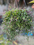 Othonna Capensis Ruby Necklace Succulent Live Plant in 4" Pot, Trailing, Colorful Foliage, Drought-Resistant, Indoor Outdoor