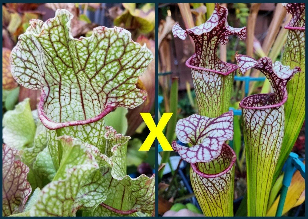 Sarracenia Seeds 2025 Fat Mitchelliana X (Adrian Slack X Judith Hindle) Carnivorous Plant Seeds