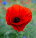 Red Corn Poppy Seeds, Pack of 100, American Legion Remembrance Day Flower, Papaver rhoeas, Vibrant Red Blooms