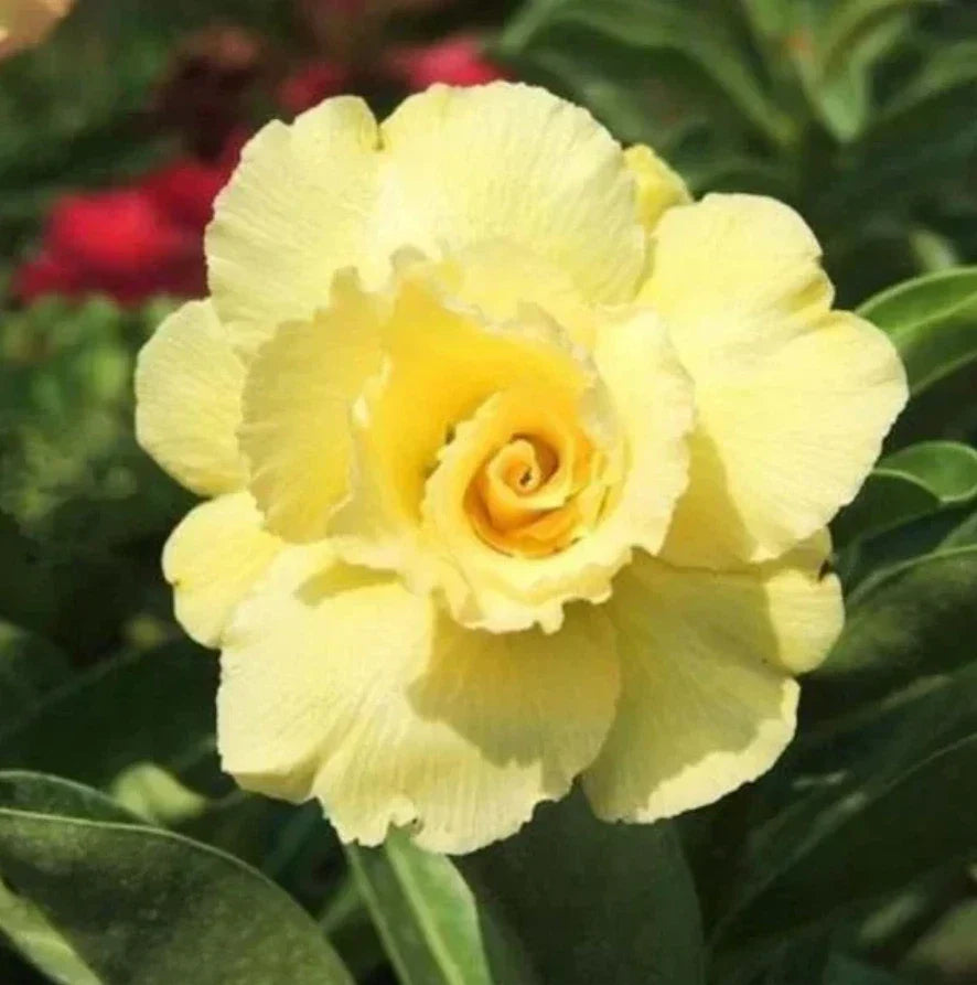 Live Double Yellow Desert Rose Plant Adenium Obesum Soil-Wrapped Roots Tropical Flowering Succulent