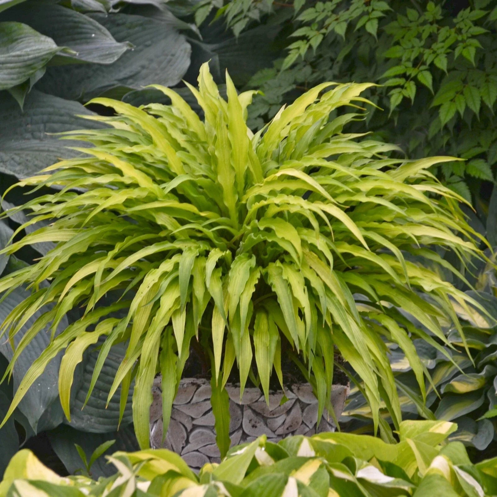 Hosta Curly Fries Plant in 5.25" Pot, Unique Shade Perennial, Curly Leaf Hosta, Well-Rooted Hosta, Garden Border Plant