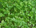 Italian Parsley Seeds 500+ Flat Leaf Dark Green Herb Non-GMO Petroselinum crispum var. neapolitanum