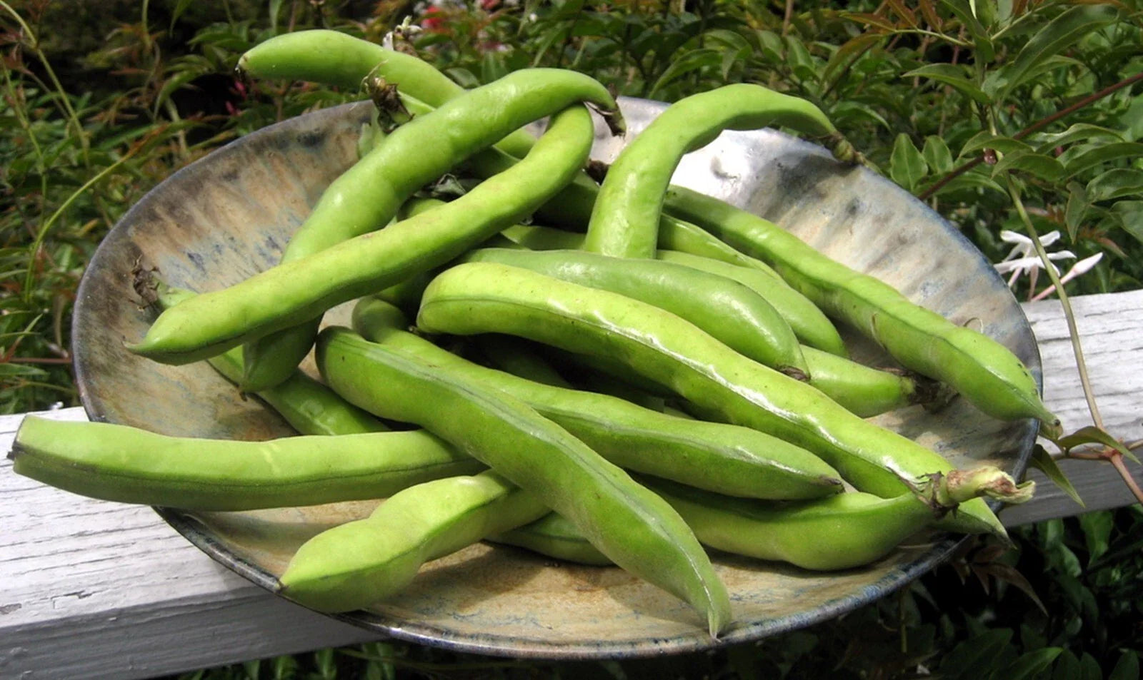 Organic Fava Bean Seeds Pack of 15 | Vicia faba | Fast Growing, Non-GMO, Edible Beans for Home Garden
