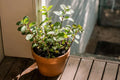 Chocolate Mint Live Herb Plant - Organic Mentha × piperita 'Chocolate' - 8-Inch Fresh Homegrown Mint