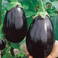 Black Beauty Eggplant Seeds - Organic Heirloom, Non-GMO, 25 Packets, Solanum melongena, Gourmet, Home Garden, Full Sun