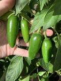 Texas Jalapeno Pepper Seeds - Organic Capsicum annuum for Home Garden, Spicy Green Peppers, 100 Non-GMO Seeds