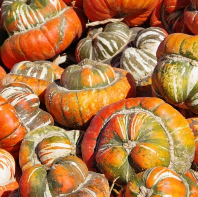 Heirloom Gourd Seeds - Turk's Turban Variety - Decorative Edible Gourds - Non-GMO Cucurbita maxima - 12 Seeds