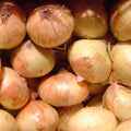 Walla Walla Sweet Onion Seeds | Heirloom Non-GMO Allium cepa | Bulb Growing Seed Packet for Gardeners