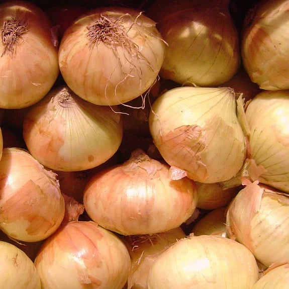 Walla Walla Sweet Onion Seeds | Heirloom Non-GMO Allium cepa | Bulb Growing Seed Packet for Gardeners