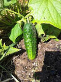 Heirloom Cucumber Seeds, Boston Pickling Variety, Non-GMO, Vining, Cucumis sativus