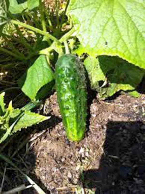 Heirloom Cucumber Seeds, Boston Pickling Variety, Non-GMO, Vining, Cucumis sativus