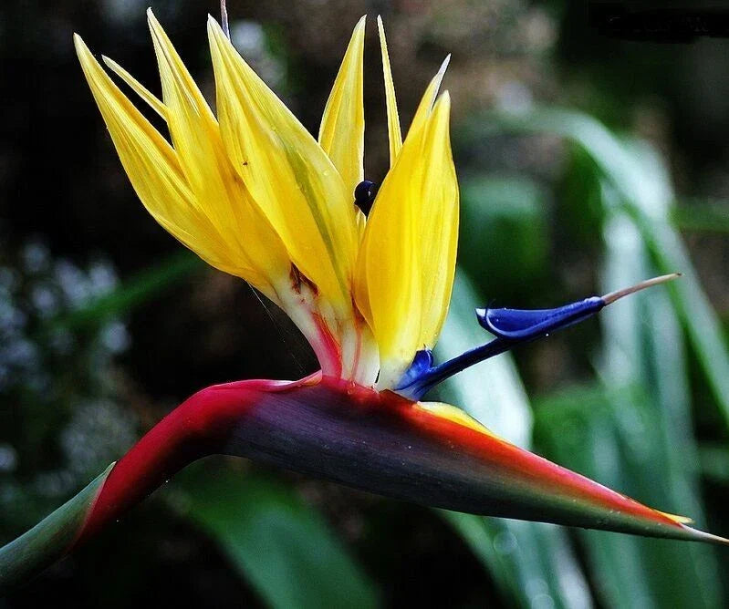 Yellow Bird of Paradise Plant - 10-12" Rooted Strelitzia Reginae for Indoor Outdoor Tropical Flowering Garden