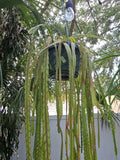 Lepismium cruciformes Cuttings - 4 Inch White Blooms Epiphytic Cactus - Indoor Plant Starter for Hanging & Terrariums