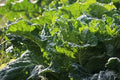 Mustard Green Seeds 500+ Heirloom Non-GMO Florida Broad Leaf Brassica juncea for Gardening, Salad, Stir-fry