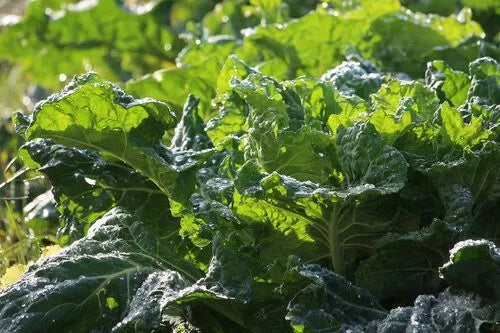 Mustard Green Seeds 500+ Heirloom Non-GMO Florida Broad Leaf Brassica juncea for Gardening, Salad, Stir-fry