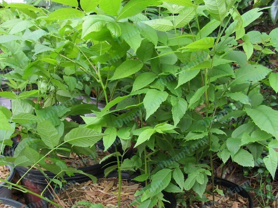 Black Walnut Trees 12"-16" Juglans Nigra Live Bareroot Seedlings - 3 Pack