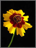 Coreopsis Seeds - 100+ Plains Coreopsis (Coreopsis tinctoria) for Garden, Wildflower, Butterfly Attractant