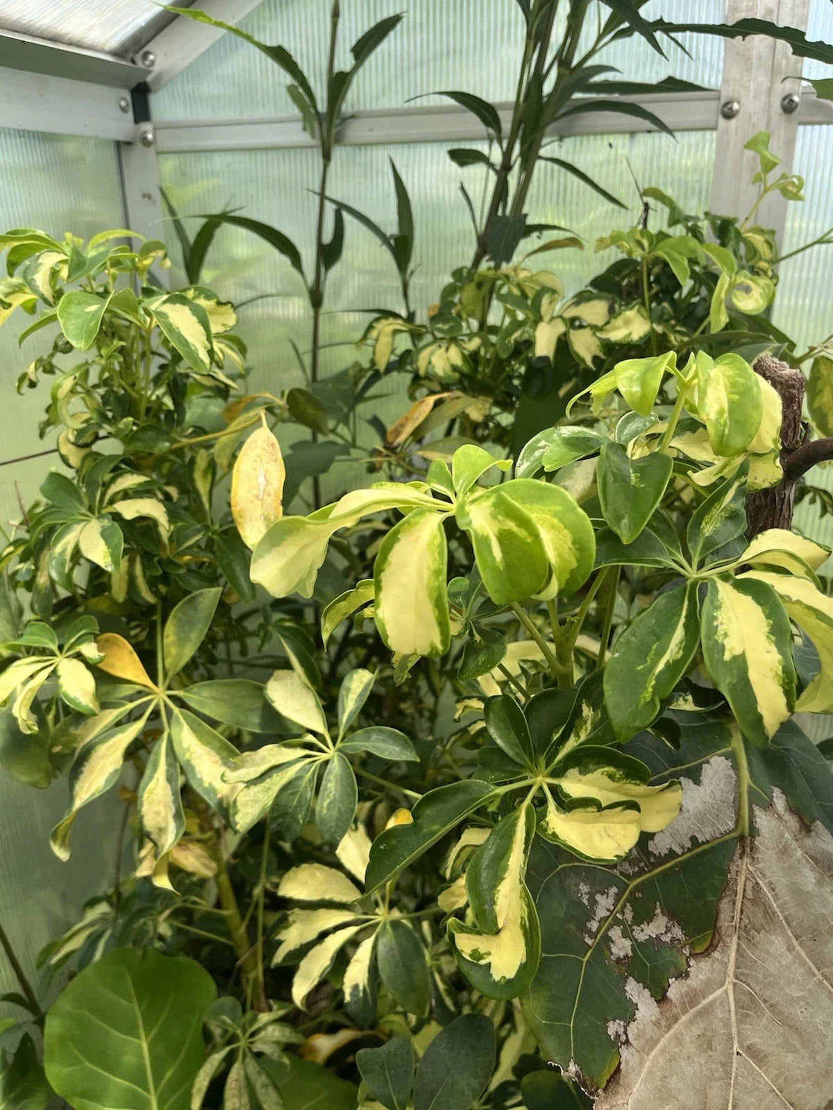 Variegated Schefflera arboricola Unrooted Cuttings – Tropical Indoor Houseplant Shrub, Dwarf Umbrella Tree, Green and Yellow Foliage