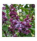 Lilac Live Plant - Adelaide Dunbar Variety - Fragrant Purple Flowers - Syringa vulgaris - Spring Blooming Shrub