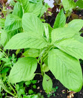Green Amaranth Seeds - 2000+ Count, Edible Chinese Spinach, Amaranthus viridis, Vegetable Seeds for Gardening