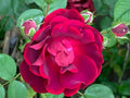 Red Rose Cuttings for Gardening - 5 Ready to Root Rosa spp. Perennial Shrubs for Landscaping