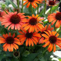 Orange Skipper Coneflower Seeds - Echinacea purpurea Perennial Flowers, Vibrant Orange, Pack of 50 Seeds