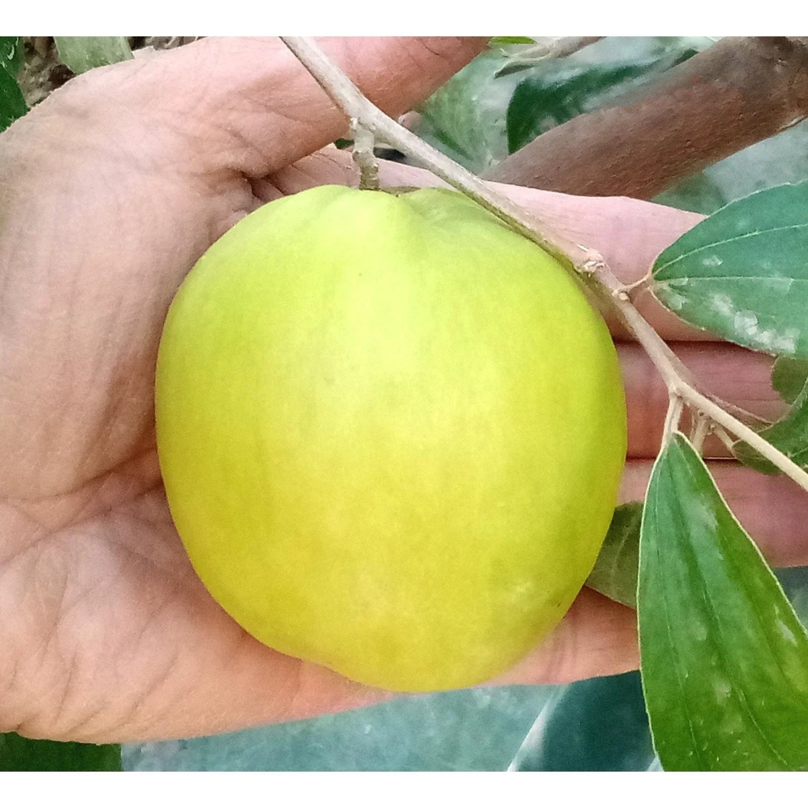 Taiwan Green Jujube Tree Graft Cutting 10" Large Juicy Sweet Ziziphus jujuba var. inermis