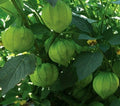 Tomatillo Seeds 100+ Pack, Physalis ixocarpa, Green Vegetables for Salsa & Garden Cultivation