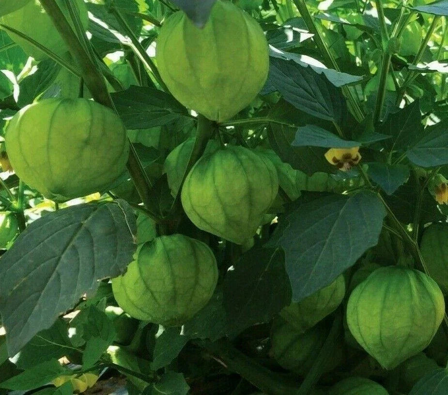 Tomatillo Seeds 100+ Pack, Physalis ixocarpa, Green Vegetables for Salsa & Garden Cultivation