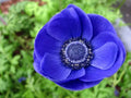 Anemone de Caen Blue Poppy Seeds - 40 Count, Vibrant Blue Flowers, Anemone coronaria, Garden Flower Seeds