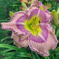 Live Daylily Plant - Rebloomer, Soft Pink Flowers - Hemerocallis 'Forever Princess' in 1-Gallon Pot