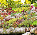 200 Sedum Seeds Autumn Mix | Succulent Ground Cover | Stonecrop (Sedum spp.) | Drought-Tolerant, Low-Maintenance, Vibrant Colors