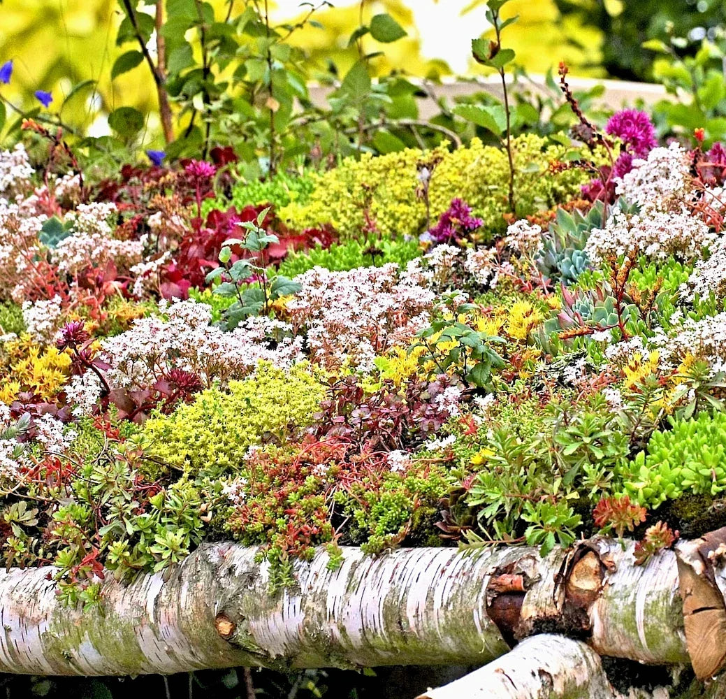 200 Sedum Seeds Autumn Mix | Succulent Ground Cover | Stonecrop (Sedum spp.) | Drought-Tolerant, Low-Maintenance, Vibrant Colors