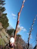 Pussy Willow Tree Stems 5 Pack, White Salix discolor, 6-7 Inch for Planting, Garden Decor, Wildlife Attractant