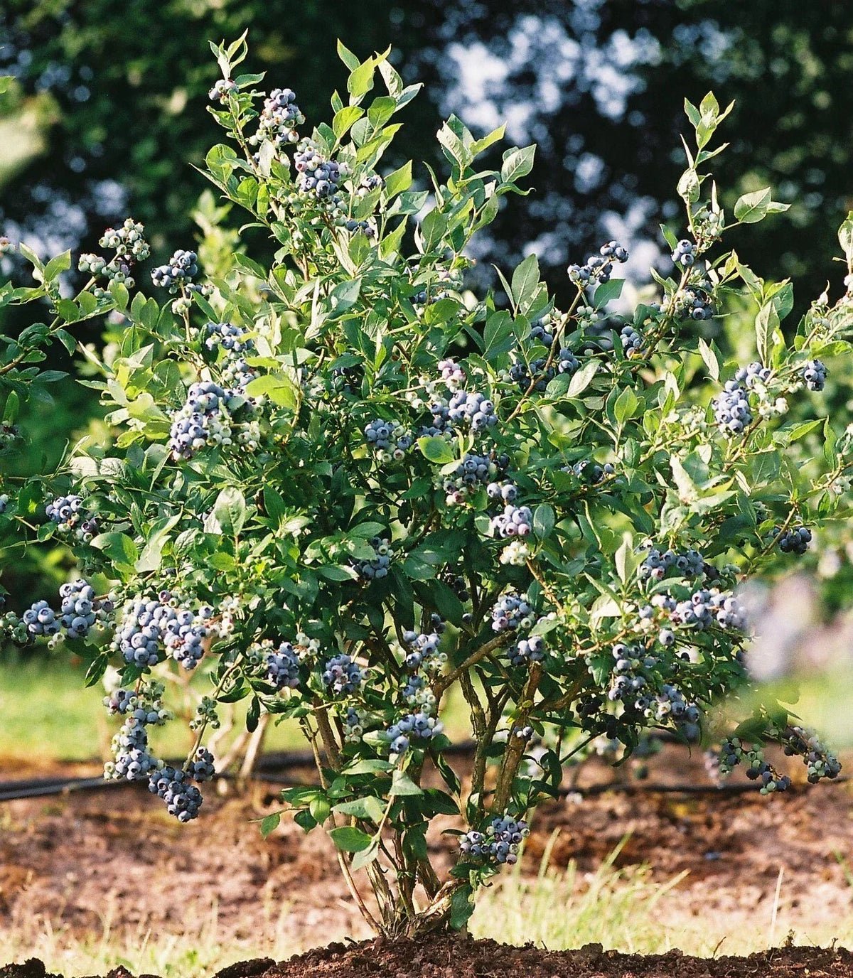 Mini Blues Blueberry Bush - 1 QT Live Plant in Fabric Grow Bag - Vaccinium corymbosum - Small Garden, Container, Edible Berries