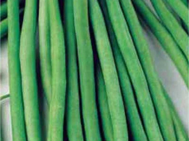 Top Crop Green Bean Seeds – Non-GMO Phaseolus vulgaris for Home Gardening, Tender Green Beans, Easy to Grow Seed Packet