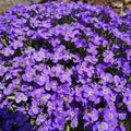 Groundcover Aubrieta Whitewell Gem Seeds – Perennial Purple Rock Cress Aubrieta deltoidea, 500 Non-GMO Seeds for Gardens