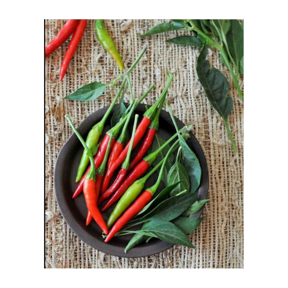 Thai Prik-Mun Pepper Seeds, Non-GMO Capsicum annuum, Spicy Culinary Garden Seeds, 20 Pack