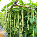 Cow Pea Seeds for Planting, Non-GMO, Vigna unguiculata, 50 Seeds, USA Grown