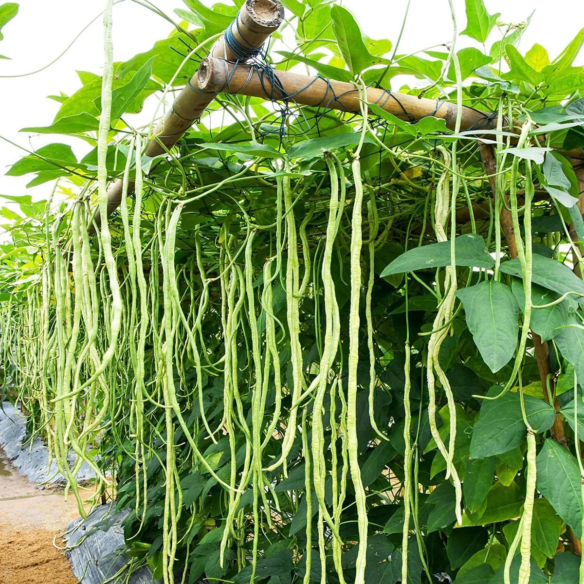 Cow Pea Seeds for Planting, Non-GMO, Vigna unguiculata, 50 Seeds, USA Grown