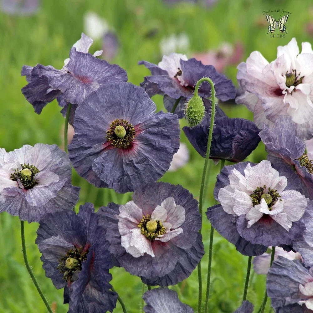 Shirley Grey Poppy Seeds - 200+ Papaver rhoeas Garden Flower Seeds for Borders & Wildflower Meadows