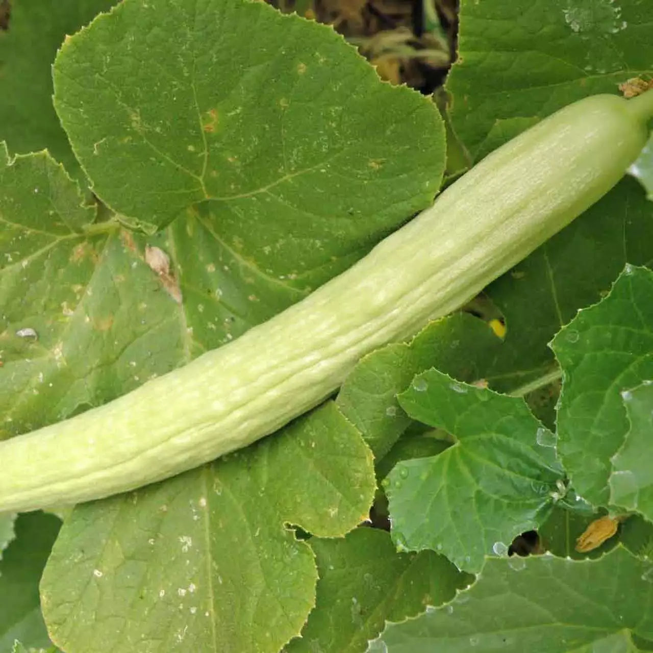 Pale Armenian Cucumber Seeds, 50+ Long Snake Serpent Vegetable, Cucumis melo var. flexuosus, Heirloom, Organic, Free Shipping